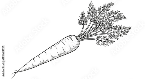 Vintage Engraving Style Carrot with Greens – Detailed Vegetable Sketch Line Art