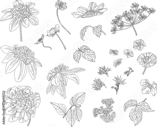 
Set of flowers and leaves in vintage style, on a transparent background.