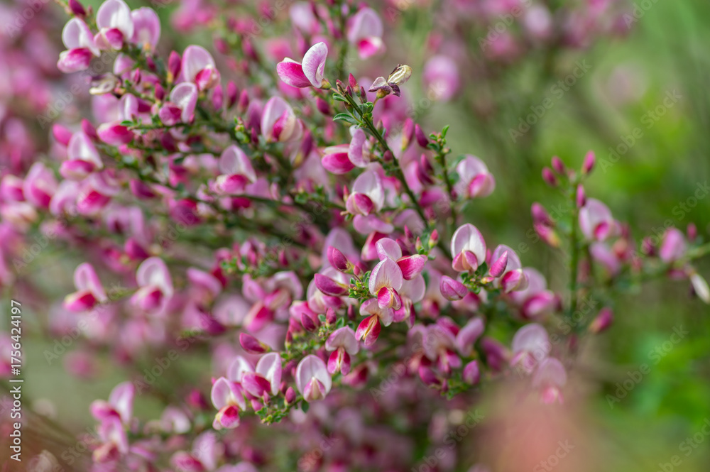 Fototapeta premium Cytisus scoparius scotch broom ornamental flowers in bloom, purple pink bright color flowering plant