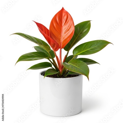 Vibrant philodendron plant with fiery red and green leaves in a white pot