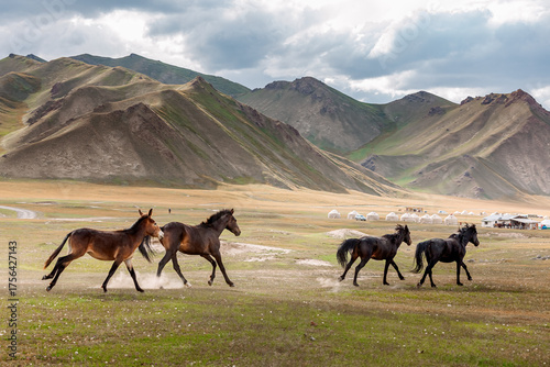 Wild horses in the mountains of Kyrgyzstan. Symbol of freedom and nomadic spirit in Central Asia.