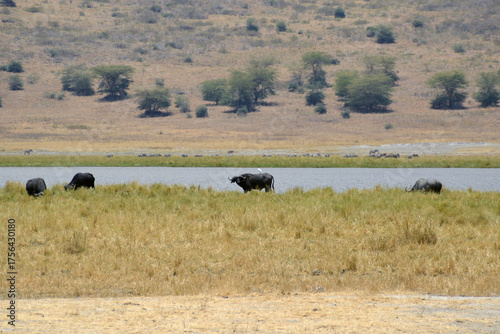 Africa, Tanzania, Ngorongoro, buffalo with bird on its back