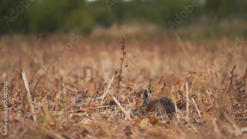 Wild Rabbit in Corn Field – Countryside Animal 4K Footage 2