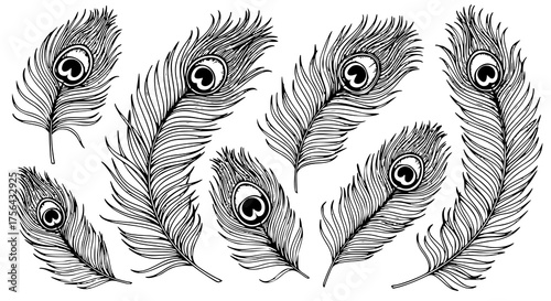 Set of peacock feather vector black