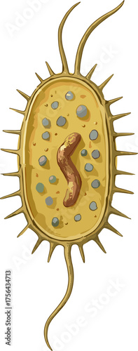A detailed educational illustration of a bacterial cell showing its structure, flagella, and internal components in a simplified artistic style for biology learning.