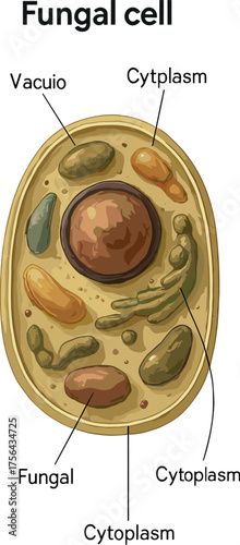 A labeled diagram of an animal cell illustrating key organelles like the nucleus, nucleolus, plasma membrane, and mitochondria in a realistic biological style.