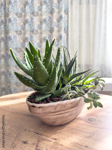 Side view succulent plants in bowl on wooden table in room