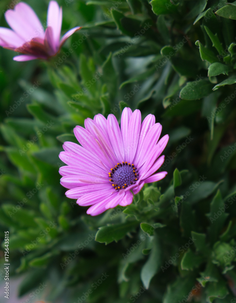 Obraz premium Pink Daisy Flower in Green Foliage