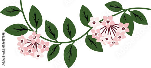Delicate pink hoya flowers and dark green leaves on a winding vine isolated on white background