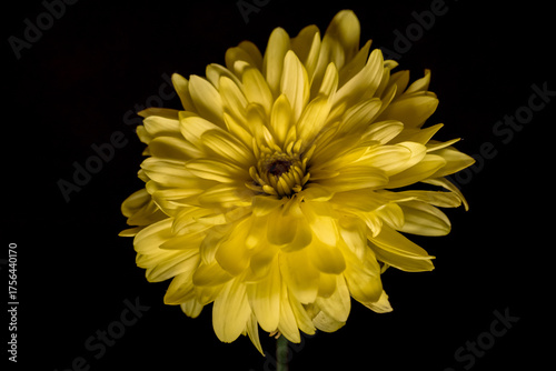 The vibrant colors of the yellow chrysanthemum 
