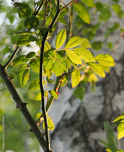 Artistic atmospheric picture of backlit rose leaves with the evening sun shining through