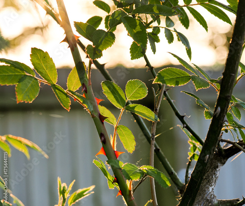 Artistic atmospheric picture of backlit rose leaves with the evening sun shining through