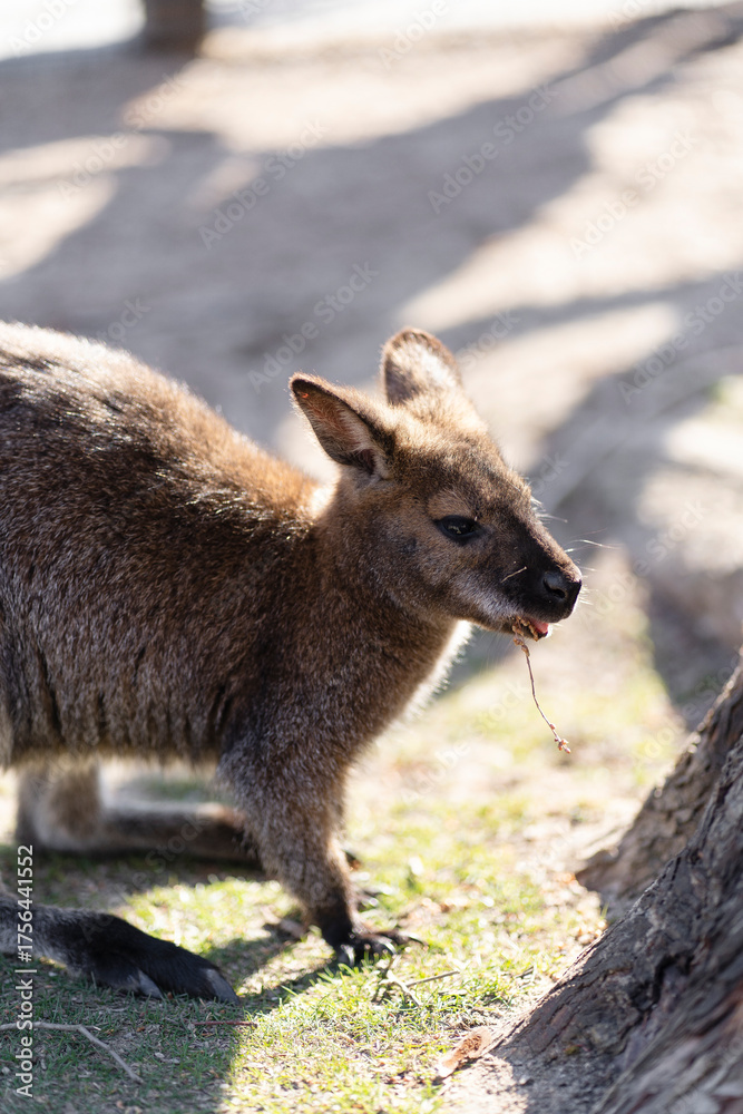 Fototapeta premium Close-Up of a Baby Kangaroo