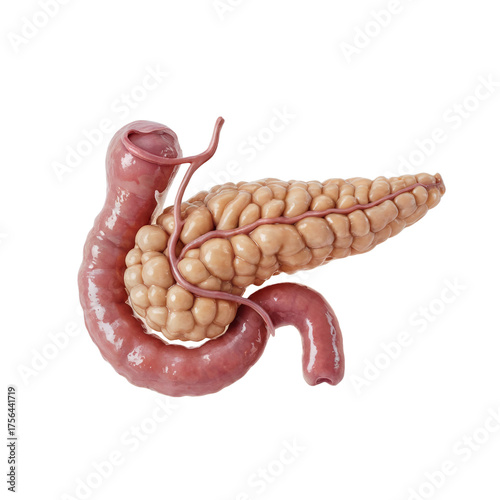 Anatomical illustration of the human pancreas and duodenum shown on a plain white background.