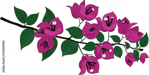 Vibrant magenta bougainvillea flowers and green leaves bloom on a woody branch against a transparent background