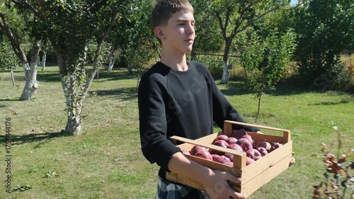 A handsome teenage boy walks through a garden carrying a crate of ripe apples pressed to his stomach. He carries a box of apples on a sunny autumn day after harvesting in his own garden.