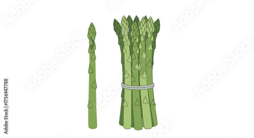 Fresh green asparagus spears tied together with a band for cooking and eating.