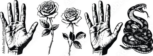 Mysterious composition of hands, roses, and a coiled snake, isolated on transparent background