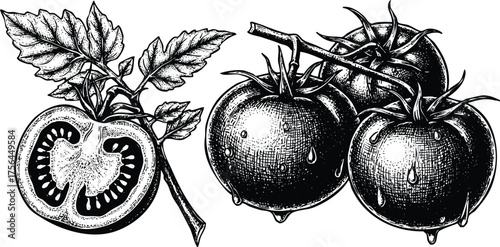 Vintage illustration of ripe tomatoes on the vine, one cut in half, isolated on transparent background