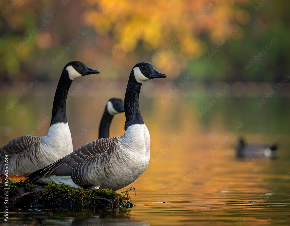 Fototapeta premium Three geese on a lake shore with fall foliage in the background, golden sunlight