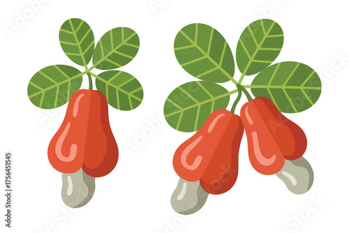 Two clusters of ripe red cashew fruits with green leaves on a white background
