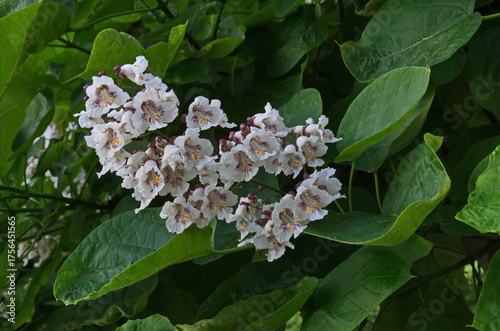 Close up of a branch of Indian bean tree or Catalpa bignonioides in bloom, Sofia, Bulgaria 