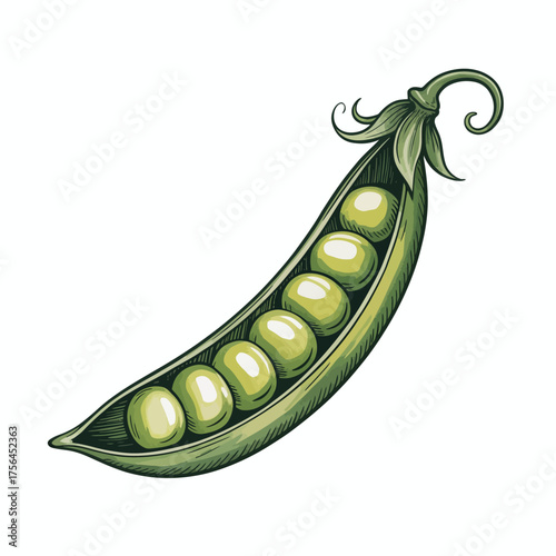 Watercolor illustration of a single open pea pod with green peas inside
