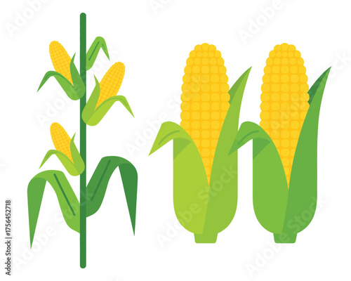 Fresh corn stalks and ears of corn illustration