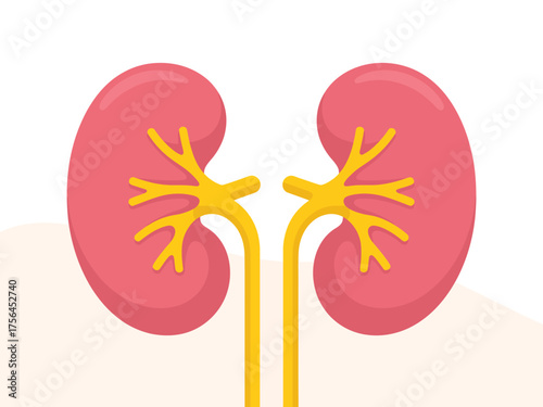 Stylized illustration of human kidneys with yellow ureters against a light background