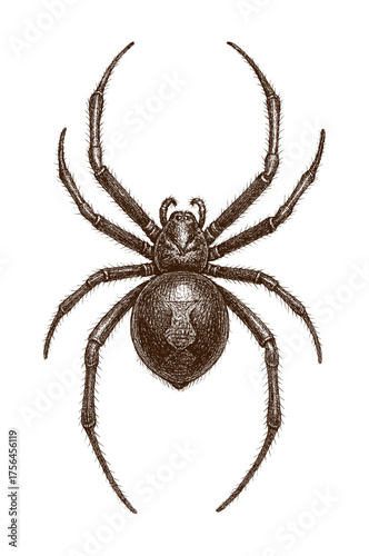 black and white illustration of a spider - ai generated (artwork 2)