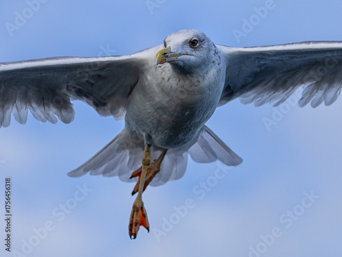 Quadro su tela Flying seagull with crossed legs