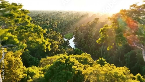 Drone shot of dense forest canopy, natural ecosystem preservation and biodiversity protection