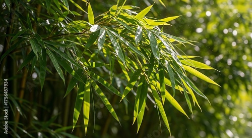 Wallpaper Mural Sunlit Bamboo Leaves with Lush Forest. Torontodigital.ca