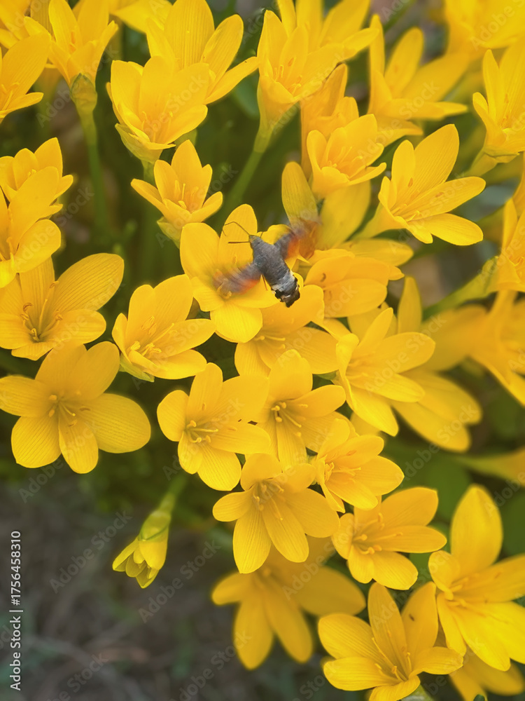 Fototapeta premium Hummingbird hawk-moth hovers over vibrant Sternbergia flowers, capturing rare autumn pollination moment. Concept of entomology, autumn bloom, seasonal pollination, biodiversity, garden wildlife