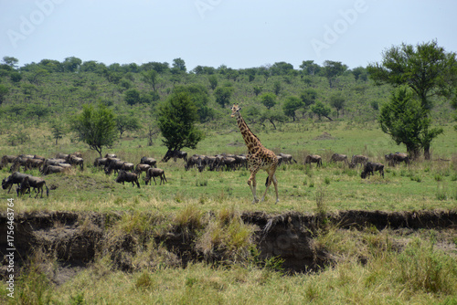 Quadro su tela Africa, Tanzania, Segengeti, giraffe & gnus