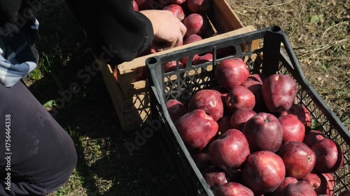 Gardeners hands fill crates with ripe glossy burgundy apples transferring and sorting them from box to box before storage. Autumn apple harvest and sorting. Produce from a home garden