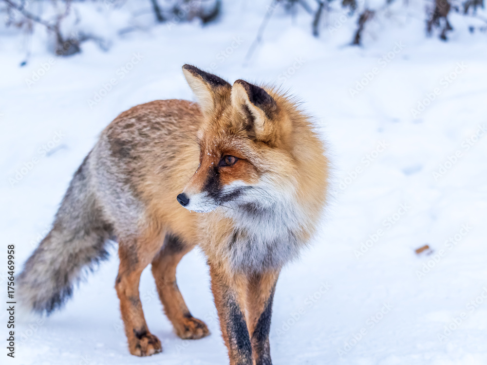 Fototapeta premium European Red Fox (Vulpes vulpes) in winter forest