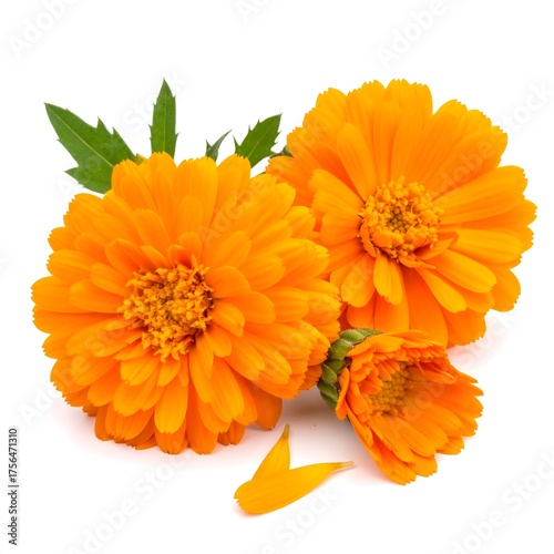 Three vibrant orange flowers, one bud, green leaves, and a single petal on white background