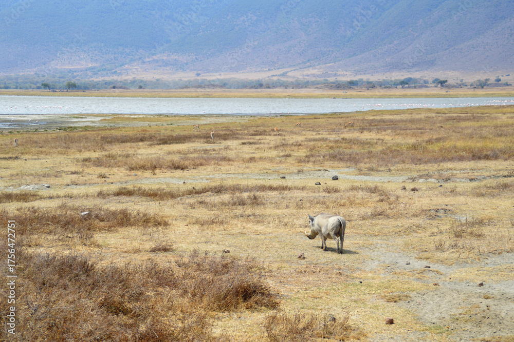 Obraz premium Africa, Tanzania, Ngorongoro, warthog with gazelles & flamingos