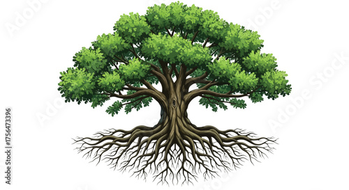 Vector illustration of a large, mature oak tree with a sprawling canopy and extensive root system