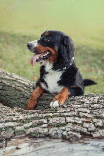 Foto A Bernese Mountain Dog sitting on the grass in a peaceful outdoor setting