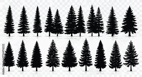 Vector illustration of a collection of diverse evergreen conifer trees, including various pine and fir species, depicted as black silhouettes against a transparent background