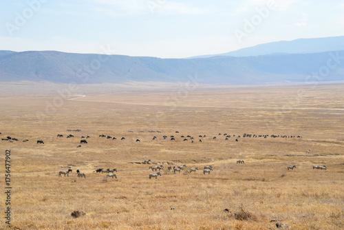 Africa, Tanzania, Ngorongoro, zebras & gnus & buffaloes