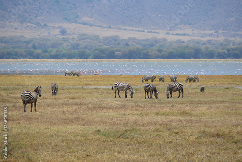 Africa, Tanzania, Ngorongoro, zebra, antelopes, warthog & flamingos