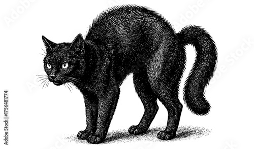 Black Cat Arched Back – Vintage Engraving Halloween Illustration, Vector and PNG Isolated on Transparent Background