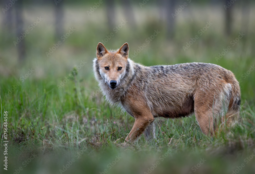 Fototapeta premium Grey wolf ( Canis lupus ) close up