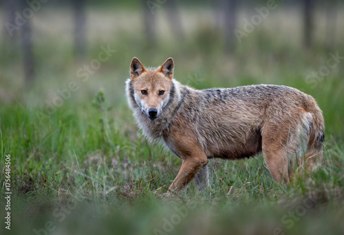 Fototapeta Naklejka Na Ścianę i Meble -  Grey wolf ( Canis lupus ) close up