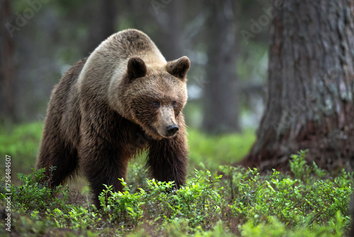 Fototapeta Naklejka Na Ścianę i Meble -  Wild brown bear ( Ursus arctos )