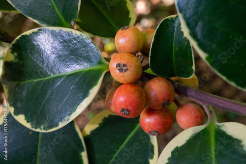 RAMA DE ACEBO. FRUTOS DE COLOR ROJO. FONDO DESENFOCADO. ILEX.