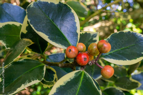 RAMA DE ACEBO. FRUTOS DE COLOR ROJO. FONDO DESENFOCADO. ILEX.
